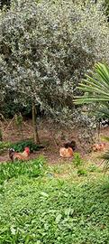 Galli e galline nostrani di casa