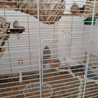 Diamantini mandarini