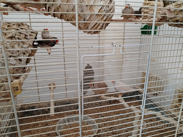 Diamantini mandarini