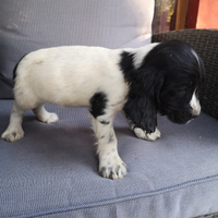 Cuccioli cocker spaniel inglesi