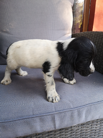 Cuccioli cocker spaniel inglesi