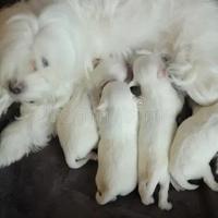 Maltipoo cuccioli taglia piccola