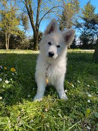 Cuccioli pastore svizzero