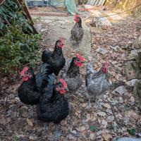 Giovani galli Australorp puri