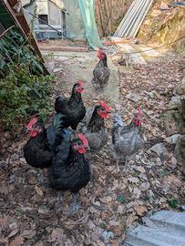 Giovani galli Australorp puri