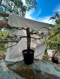 Pre bonsai pino yamaodri