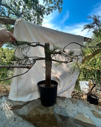 Pre bonsai pino yamaodri
