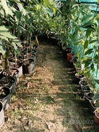 Avocado Pianta 4 anni Varietà Pinkerton