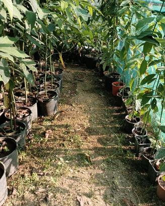 Avocado Pianta 4 anni Varietà Pinkerton