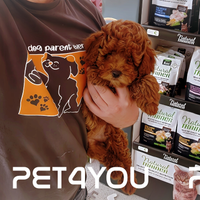 Cuccioli di taglia molto piccola ANCHE A RATE