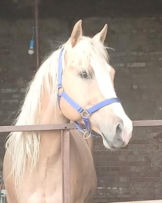 Cavallo paint
