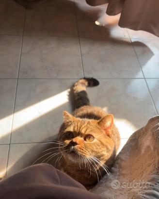 Gatto scottish monta