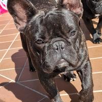 Bouledog francese per monta
