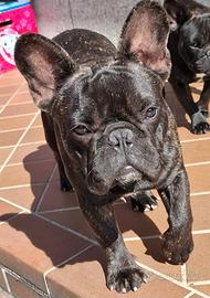 Bouledog francese per monta