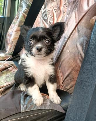 Simil Chihuahua