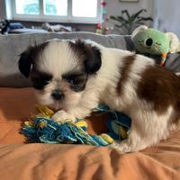 Lo shih tzu toy cuccioli