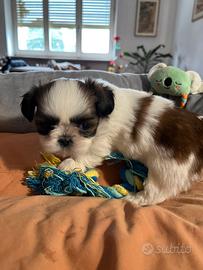 Lo shih tzu toy cuccioli