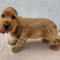 Cocker maschio pedigree enci