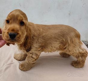 Cocker maschio pedigree enci