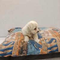 Cuccioli di maltese mini