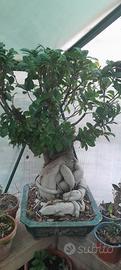 ficus retusa