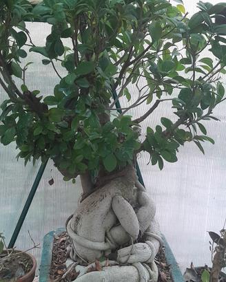 ficus retusa