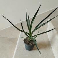 Pianta Agave filifera - cactus grasse giardino 