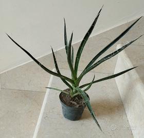 Pianta Agave filifera - cactus grasse giardino 