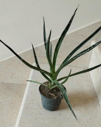 Pianta Agave filifera - cactus grasse giardino 
