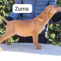 Cuccioli di segugio maremmano di mesi 3