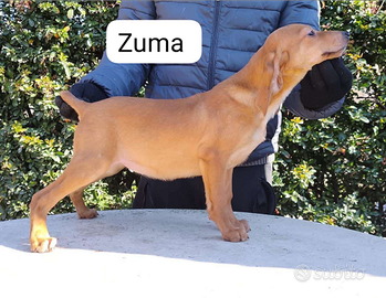 Cuccioli di segugio maremmano di mesi 3