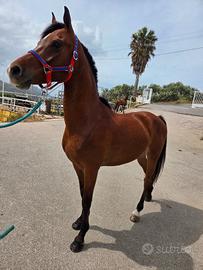 Cavallo castrone
