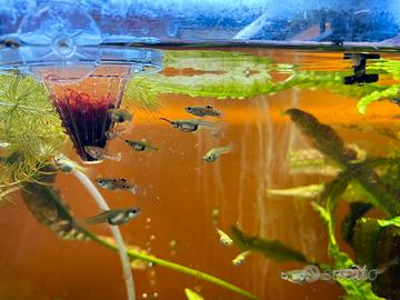 Endler ginga rubra, Caridine red cherry e piante