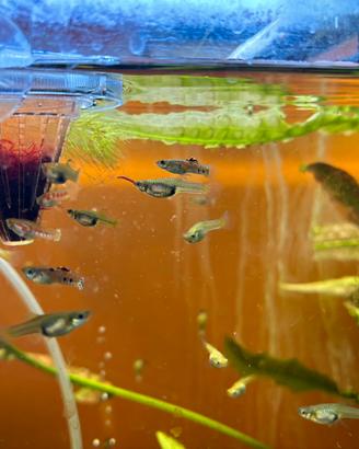 Endler ginga rubra, Caridine red cherry e piante