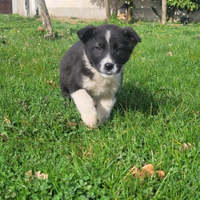 Cuccioli di cane
