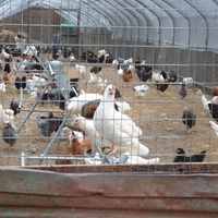 Galline ovaiole selezionate