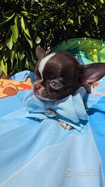 chihuahua mini mini