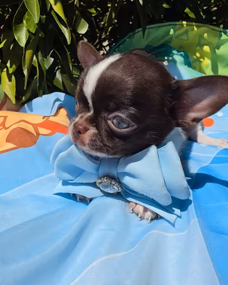 chihuahua mini mini