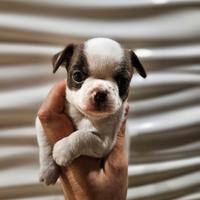 Cucciolo di Chihuahua maschio bianco e cioccolato