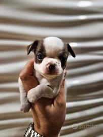 Cucciolo di Chihuahua maschio bianco e cioccolato