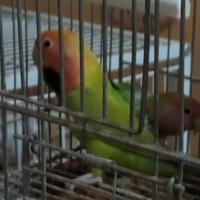 Coppia Inseparabili