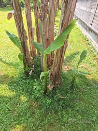 piantine di banano