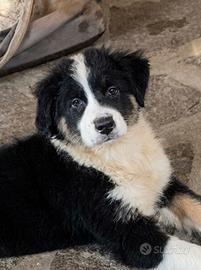 Pastore australiano Australian Shepherd FEMMINA