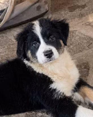 Pastore australiano Australian Shepherd FEMMINA