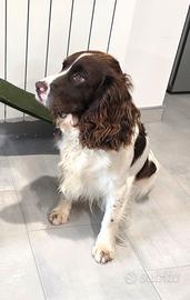 Springer spaniel per monta