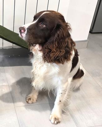 Springer spaniel per monta