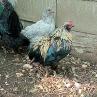 Gallo auracana