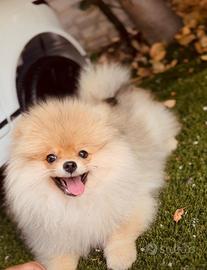Spitz di Pomerania