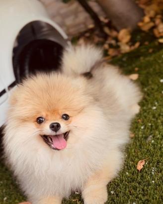Spitz di Pomerania