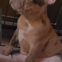 Bulldog francese